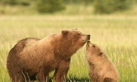 Wildlife Photo of the Week: A Special Moment