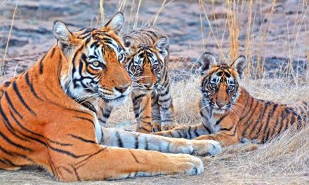 Traveler Story – India’s Tigers & Wildlife: A Photo Safari