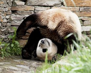 Upside down panda bear in China