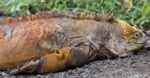 Land Iguana on Urbina Bay, Isabela