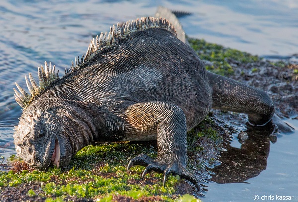 Marine Iguana