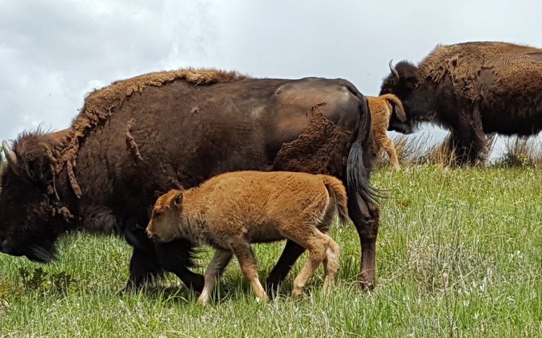 Video: First Bison Calf Is Born on Wind River Reservation