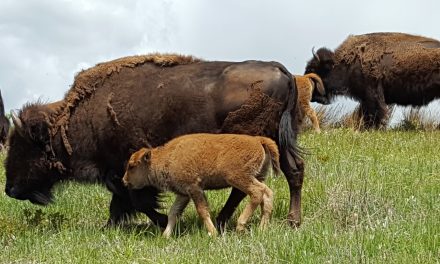 Video: First Bison Calf Is Born on Wind River Reservation