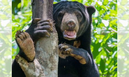 Losing Wildlife Hurts Biodiversity—and Our Bottom Lines