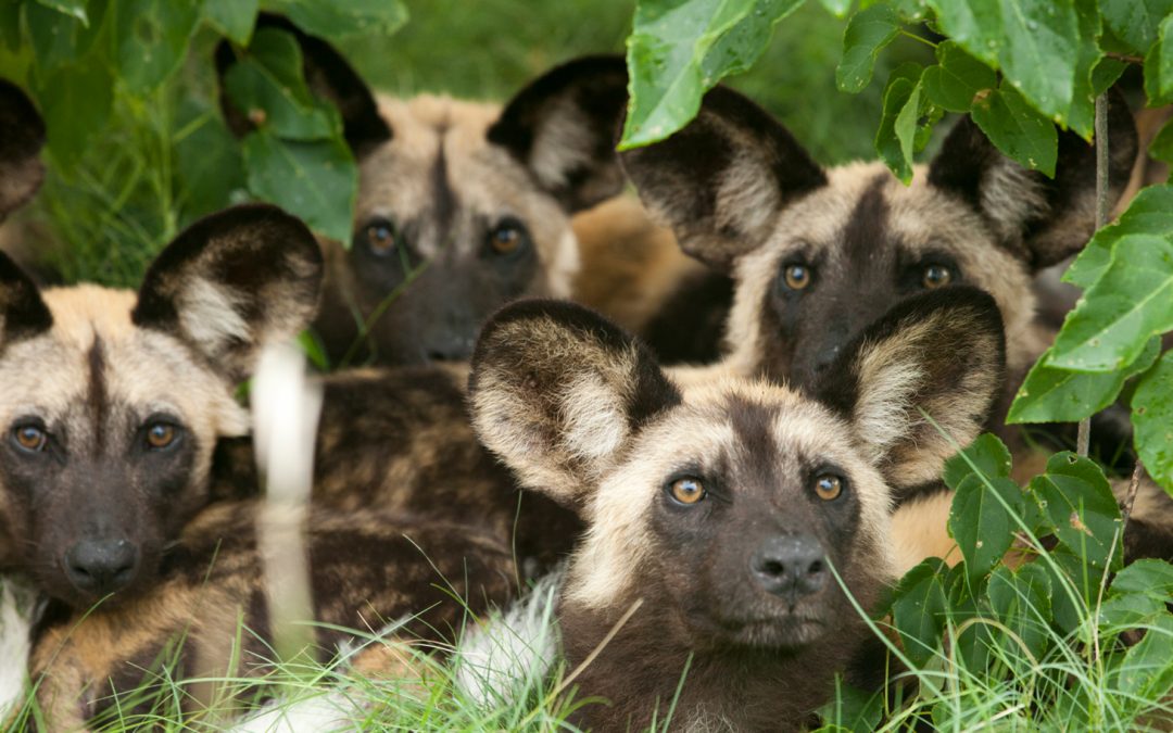 African Wild Dogs Are the First Heat-Adapted Species Shown to Be Suffering from Climate Change