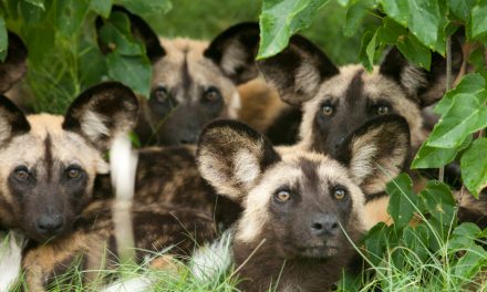African Wild Dogs Are the First Heat-Adapted Species Shown to Be Suffering from Climate Change
