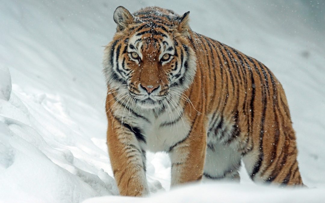 Videos: Watch Tigers Being Released into the Wild