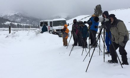 Photo Essay: Winter Wildlife in Yellowstone National Park