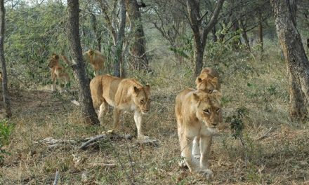 Traveler Story: Abu Camp in Botswana