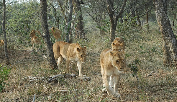 Lion pride near Abu Camp, Botswana