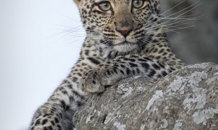 Wildlife Photo of the Week: Baby Leopard