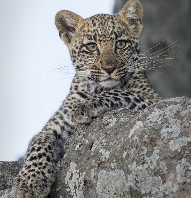Wildlife Photo of the Week: Baby Leopard