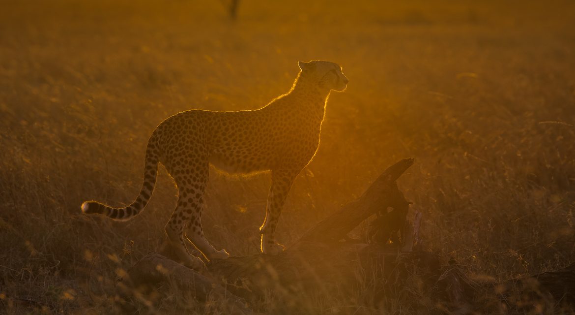 Wildlife Photo of the Week: Cheetah at Sunrise