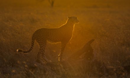Wildlife Photo of the Week: Cheetah at Sunrise