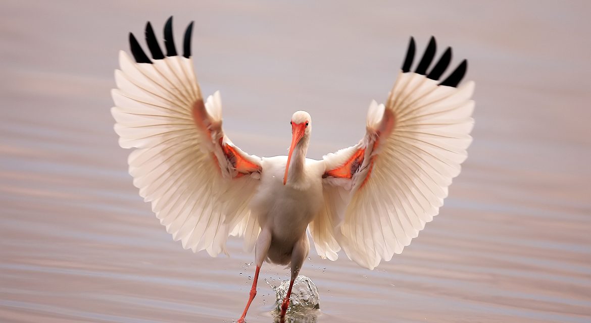 Wildlife Photo of the Week: Feather Flex