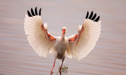 Wildlife Photo of the Week: Feather Flex