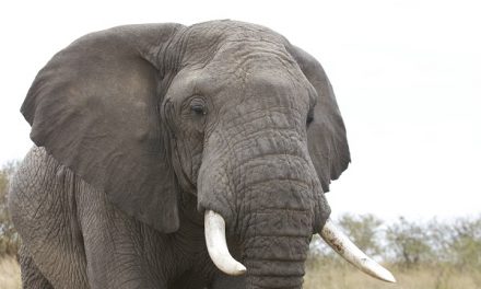 Humans are Small (Creatures in a Big World)