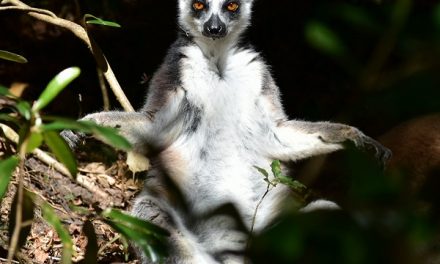 Traveler Story: Madagascar Wildlife Adventure