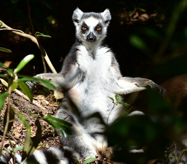 Lemur in Madagascar