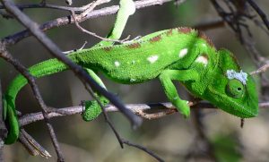 Lizard in Madagascar