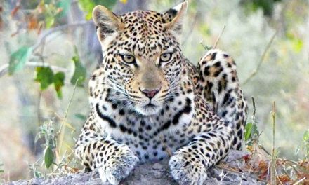 The Highlight of a Botswana Safari