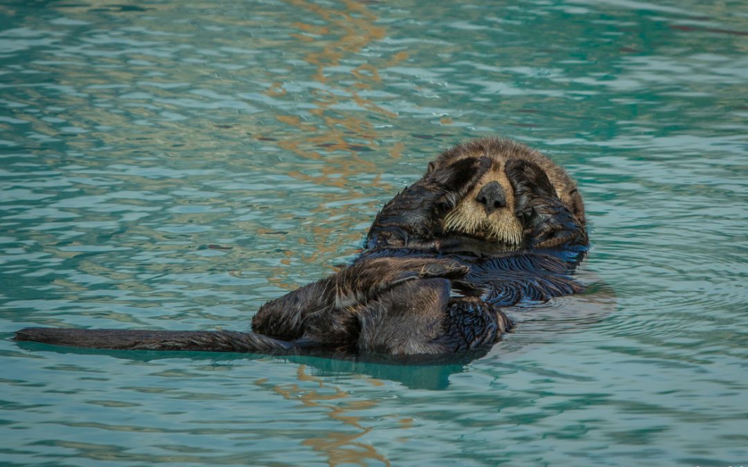 Wildlife Photo of the Week: Sleeping Otter