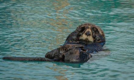 Wildlife Photo of the Week: Sleeping Otter
