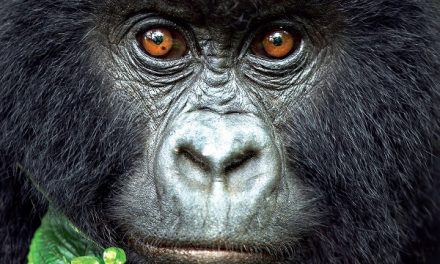 Introducing Nat Hab & WWF’s 2018 Catalog of the World’s Greatest Nature Journeys