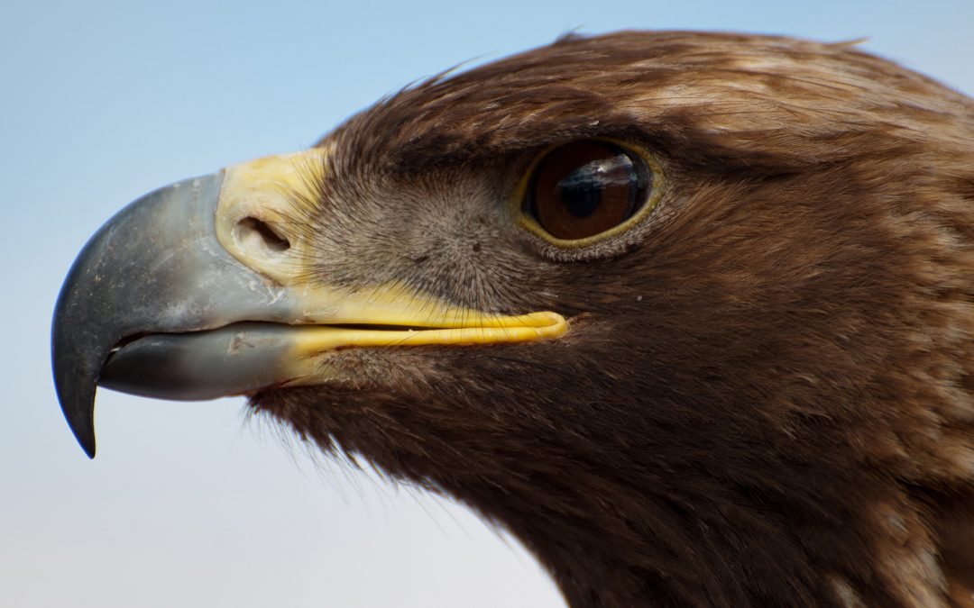 Videos: Golden Eagle Catch and Release