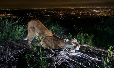 Study Shows That Mountain Lions Fear the Sound of Human Voices
