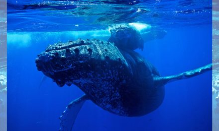 Humpback Whales Are Gathering in Huge Numbers. Why?