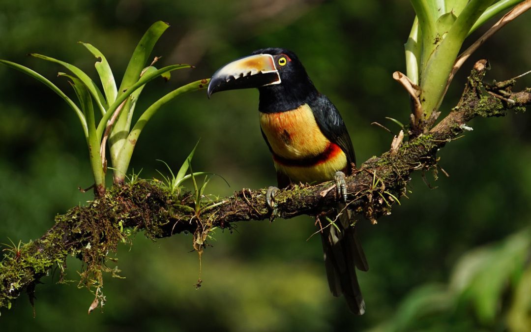 Videos: Reforestation, One Nation and One Person at a Time