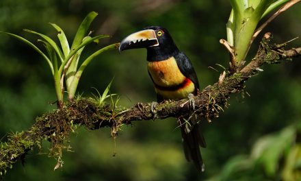 Videos: Reforestation, One Nation and One Person at a Time