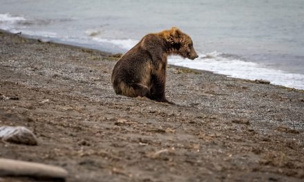 Wildlife Photo of the Week: Oh I Wonder, Wonder…