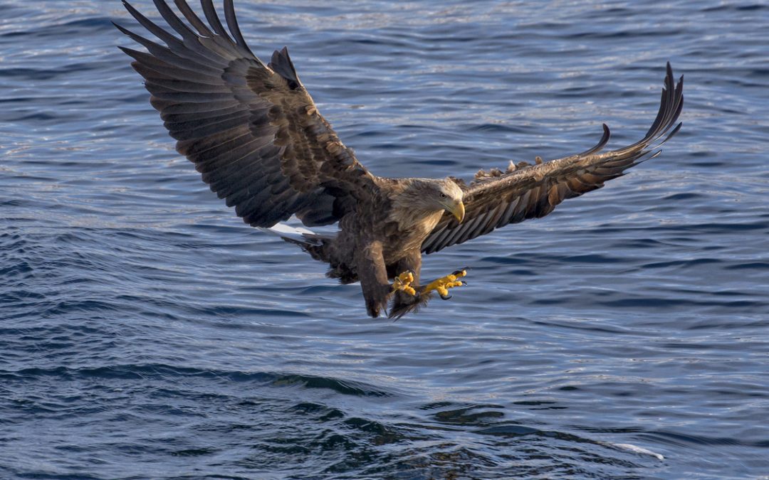 Wildlife Photo of the Week: It’s Mine