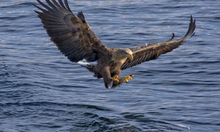 Wildlife Photo of the Week: It’s Mine