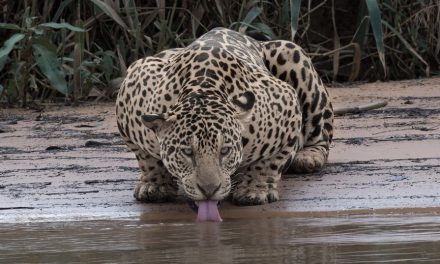Wildlife Photo of the Week: Jaguar