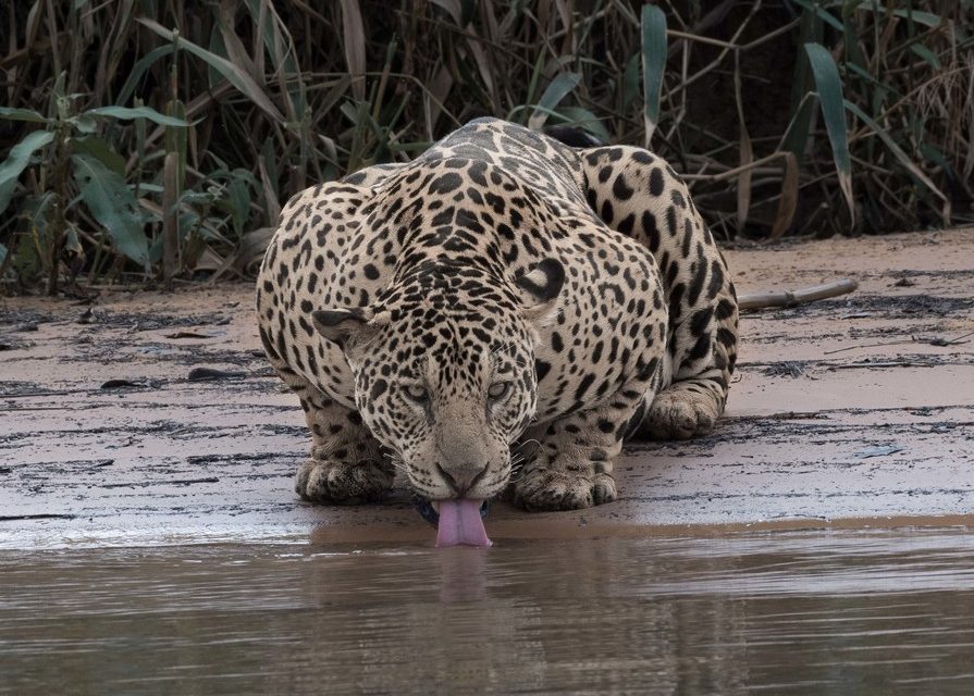 Wildlife Photo of the Week: Jaguar