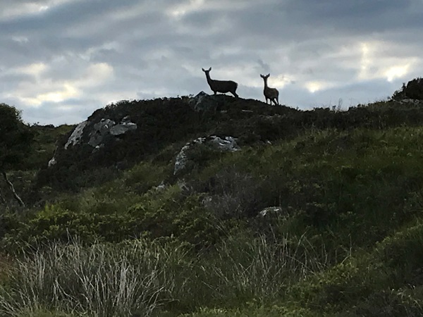 Wild red deer in Scotland