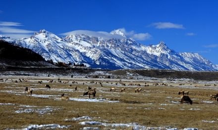 Photos from a Winter Wildlife Safari in Yellowstone