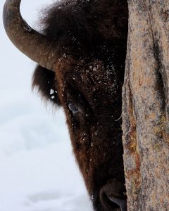 Bison plays peek-a-boo in the Lamar Valley, Yellowstone