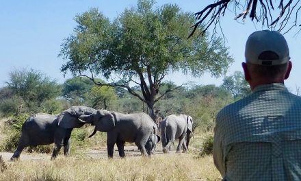 A Secluded Botswana Safari Experience