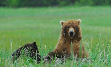 Photos from a Wild Alaska Grizzly Encounter