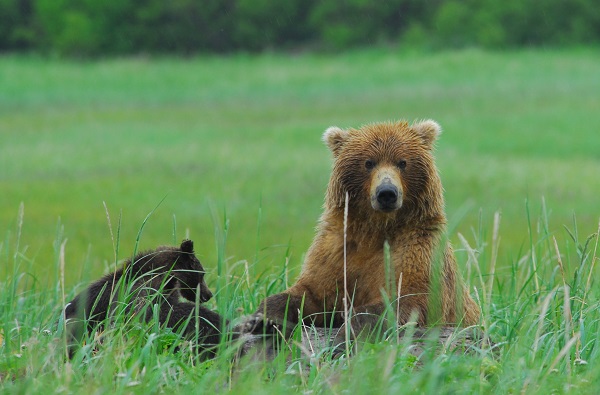 Grizzly bear sow and cubs