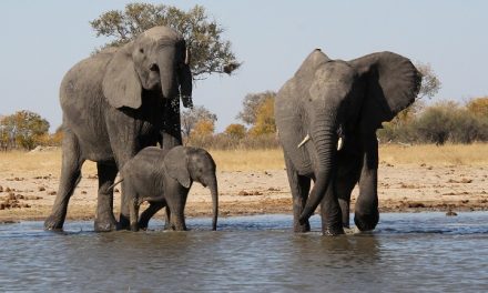 Photos from a Zimbabwe & Zambia Safari