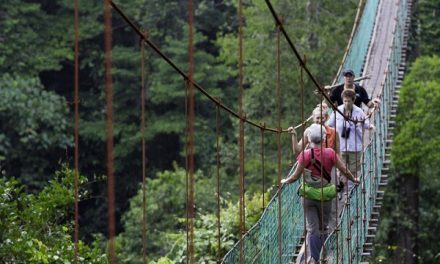 Big Adventure on a Wild Island