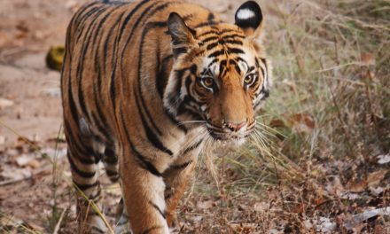 The Rise of the Tiger