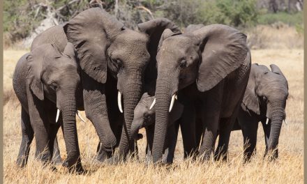 Twisted Terms: “SAVES Act” Actually Harms Endangered Species