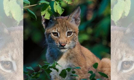 Could Reintroducing Lynx to Great Britain Revive Ecotourism?