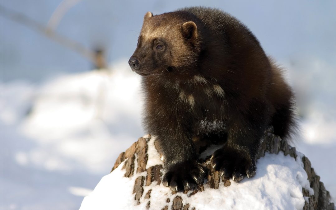 Rare and Raw: Wild Wolverine Video